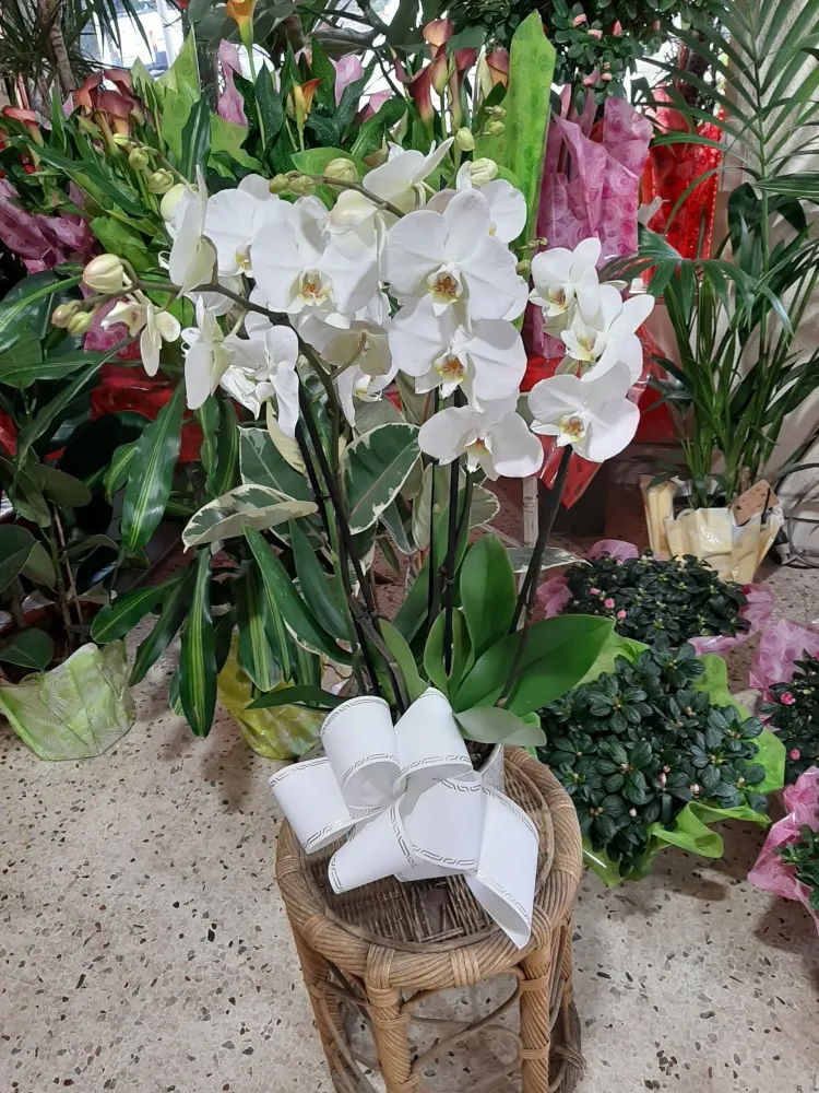 plante (4)