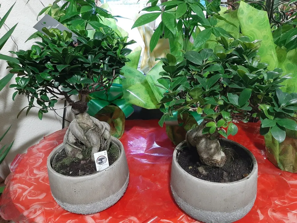 plante (1)