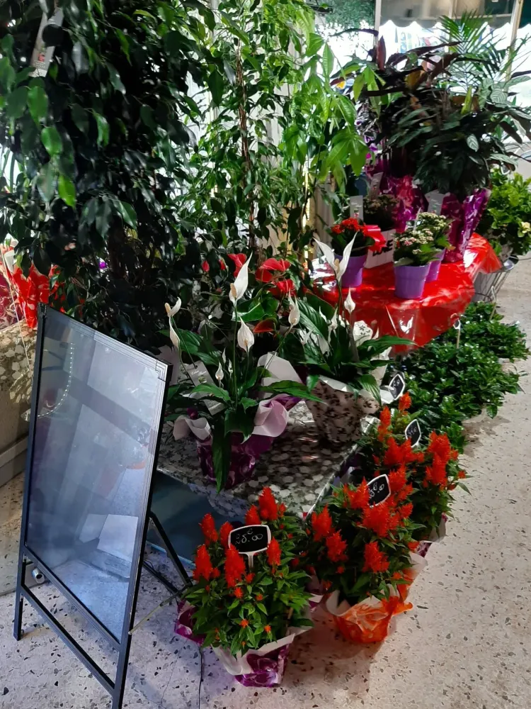 plante (3)-min
