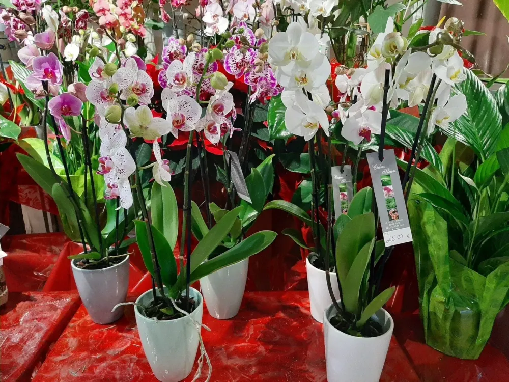 plante (2)-min