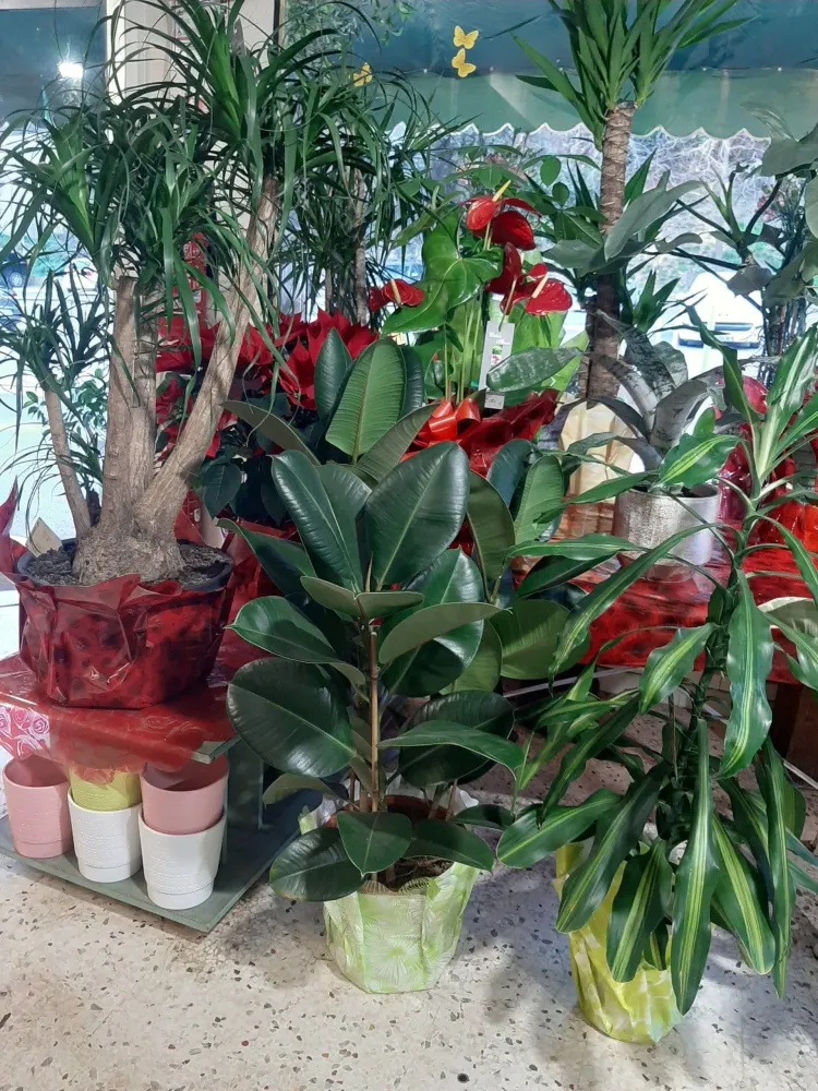 plante (7)-min