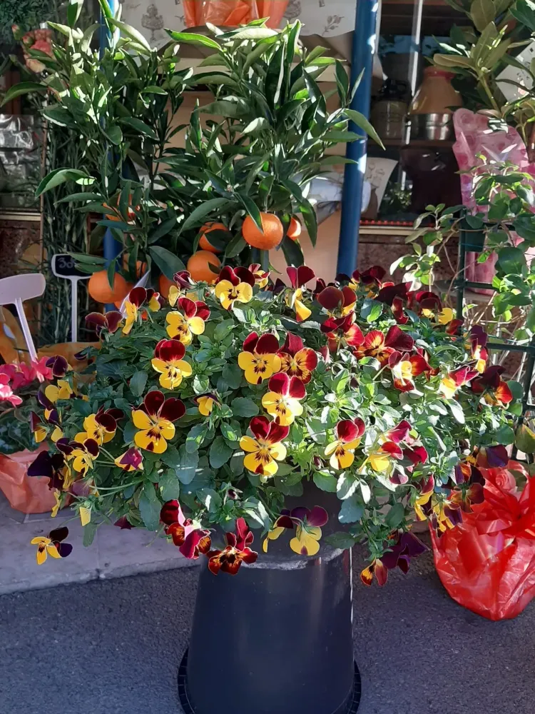 plante (5)-min