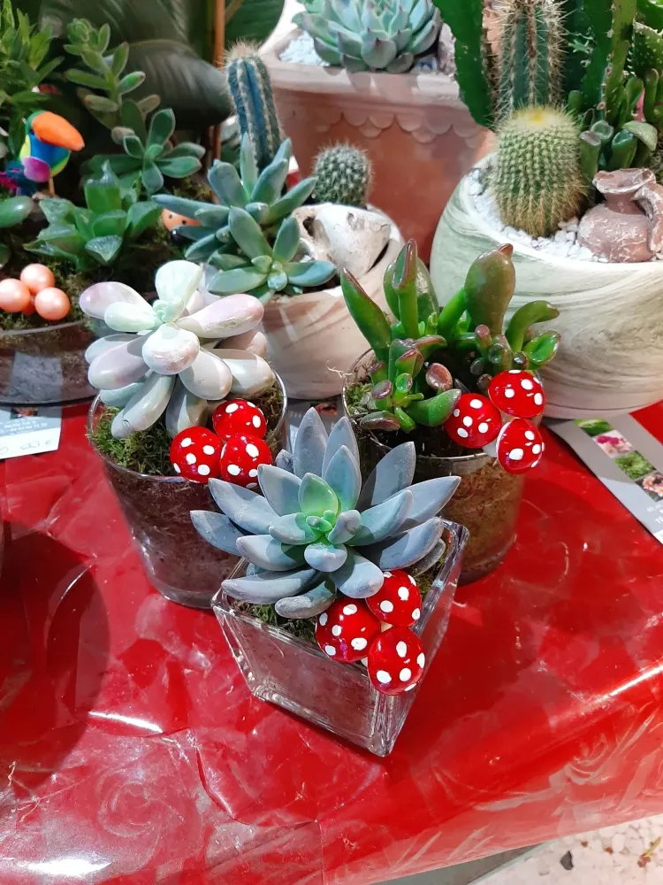 plante (6)-min