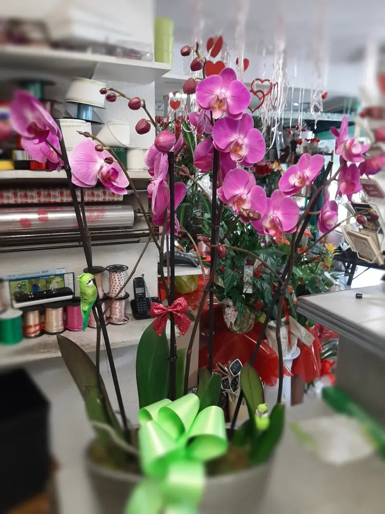 orchidée